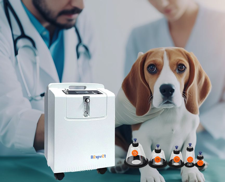 Veterinario