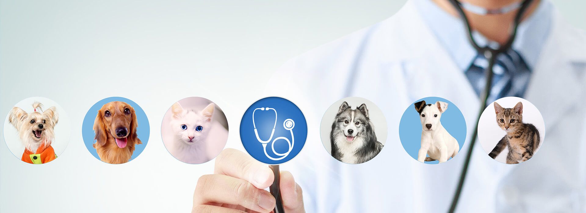 Veterinario